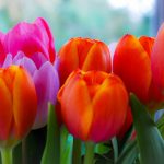 orange and pink tulips flowers in close-up photography
